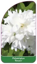 etykieta-szkolkarska-philadelphus-rosace