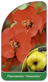 etykieta-szkolkarska-chaenomeles-clementine