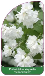 etykieta-szkolkarska-philadelphus-virginalis-schneesturm-a
