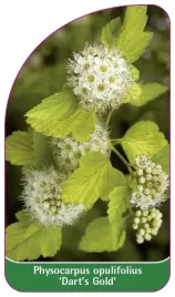 etykieta-szkolkarska-physocarpus-opulifolius-dart-s-gold
