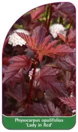 etykieta-szkolkarska-physocarpus-opulifolius-lady-in-red