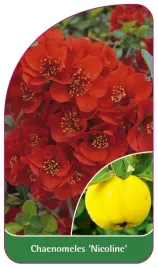 etykieta-szkolkarska-chaenomeles-nicoline