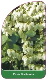 etykieta-szkolkarska-pieris-floribunda