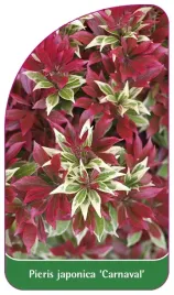 etykieta-szkolkarska-pieris-japonica-carnaval