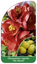 etykieta-szkolkarska-chaenomeles-superba-elly-mossel