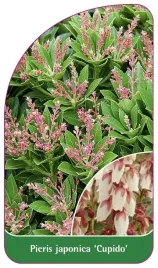 etykieta-szkolkarska-pieris-japonica-cupido-c