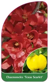 etykieta-szkolkarska-chaenomeles-texas-scarlet