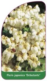etykieta-szkolkarska-pieris-japonica-debutante