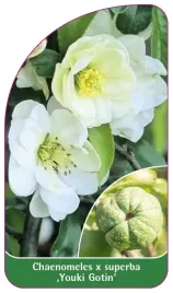 etykieta-szkolkarska-chaenomeles-x-superba-youki-gotin