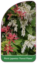 etykieta-szkolkarska-pieris-japonica-forest-flame-c