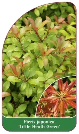 etykieta-szkolkarska-pieris-japonica-little-heath-green-a