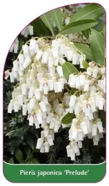 etykieta-szkolkarska-pieris-japonica-prelude-b
