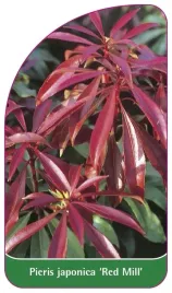 etykieta-szkolkarska-pieris-japonica-red-mill