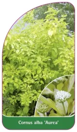etykieta-szkolkarska-cornus-alba-aurea
