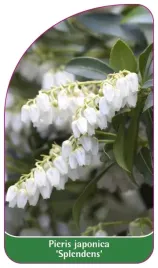 etykieta-szkolkarska-pieris-japonica-splendens
