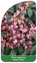 etykieta-szkolkarska-pieris-japonica-valley-rose