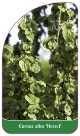 etykieta-szkolkarska-cornus-alba-hessei