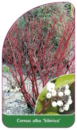 etykieta-szkolkarska-cornus-alba-sibirica