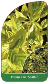 etykieta-szkolkarska-cornus-alba-spathii