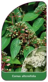 etykieta-szkolkarska-cornus-alternifolia