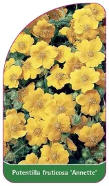 etykieta-szkolkarska-potentilla-fruticosa-annette