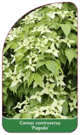 etykieta-szkolkarska-cornus-controversa-pagoda