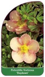 etykieta-szkolkarska-potentilla-fruticosa-daydawn