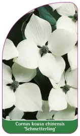 etykieta-szkolkarska-cornus-kosua-chinensis-schmetterling