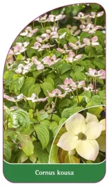 etykieta-szkolkarska-cornus-kousa