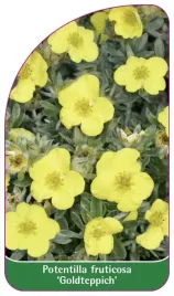 etykieta-szkolkarska-potentilla-fruticosa-goldteppich