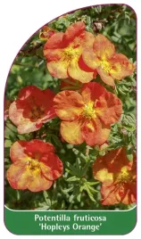 etykieta-szkolkarska-potentilla-fruticosa-hopleys-orange