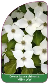 etykieta-szkolkarska-cornus-kousa-chinensis-milky-way