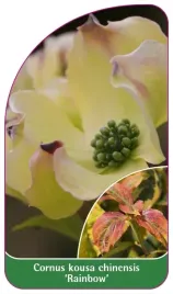 etykieta-szkolkarska-cornus-kousa-chinensis-rainbow
