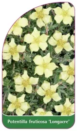etykieta-szkolkarska-potentilla-fruticosa-longacre