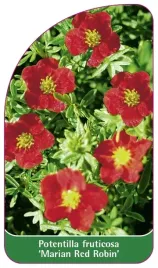 etykieta-szkolkarska-potentilla-fruticosa-marian-red-robin