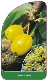 etykieta-szkolkarska-cornus-mas-b