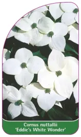 etykieta-szkolkarska-cornus-nuttallii-eddie-s-white-wonder