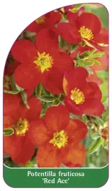 etykieta-szkolkarska-potentilla-fruticosa-red-ace