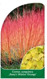 etykieta-szkolkarska-cornus-sanguinea-anny-s-winter-orange