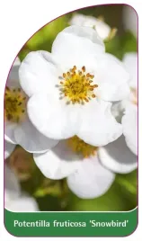 etykieta-szkolkarska-potentilla-fruticosa-snowbird