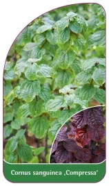 etykieta-szkolkarska-cornus-sanguinea-compressa