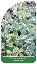 etykieta-szkolkarska-cornus-stolonifera-white-gold