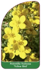 etykieta-szkolkarska-potentilla-fruticosa-yellow-bird