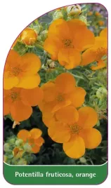 etykieta-szkolkarska-potentilla-fruticosa-orange-b