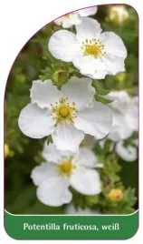 etykieta-szkolkarska-potentilla-fruticosa-weiss