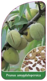etykieta-szkolkarska-prunus-amygdalopersica