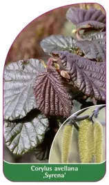 etykieta-szkolkarska-corylus-avellana-syrena