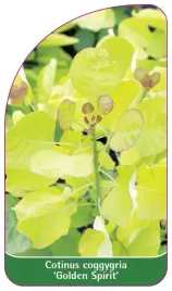 etykieta-szkolkarska-cotinus-coggygria-golden-spirit