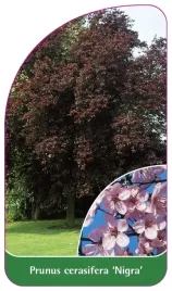 etykieta-szkolkarska-prunus-cerasifera-nigra-b