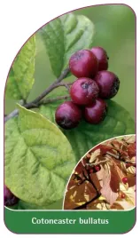 etykieta-szkolkarska-cotoneaster-bullatus